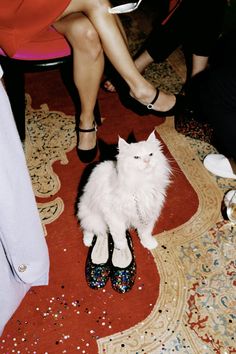 a white cat sitting on top of a pair of shoes next to a woman's feet