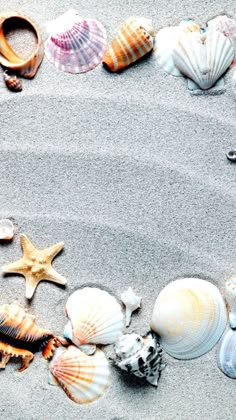 sea shells and starfish on the beach with space for your text or image to be added