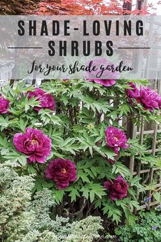 purple flowers growing on the side of a fence with text overlay that reads shade loving shrubs for your shady garden