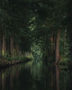 a river running through a forest filled with trees