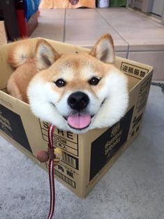 a dog is sitting in a cardboard box with its tongue hanging out and it's head sticking out