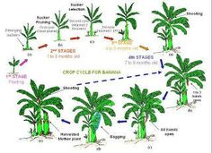 an image of a plant life cycle with plants in the center and other parts labeled