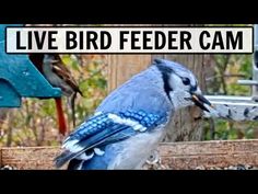 a blue bird sitting on top of a wooden table next to a feeder filled with birds