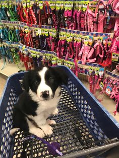 a black and white dog sitting in a blue shopping cart at a store filled with toys