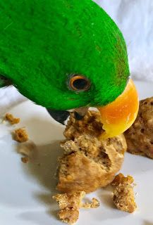 a green bird eating food off of a white plate