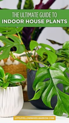 the ultimate guide to indoor house plants