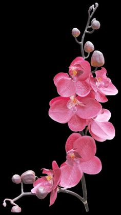 pink orchids are blooming on a black background