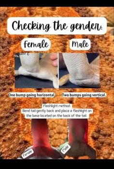 the instructions for how to put on socks and shoes with text that reads, checking the gender female male