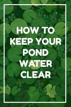 green water plants with the words how to keep your pond water clear in white frame