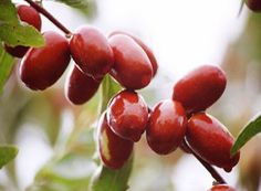 the fruit is growing on the tree and ready to be picked