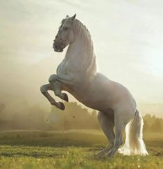 a white horse standing on it's hind legs in the middle of a field