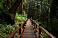 a wooden walkway in the middle of a forest