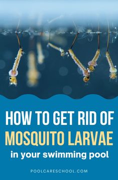 how to get rid of mosquito larvae in your swimming pool