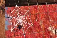 a spider sits on its web in front of an autumn tree