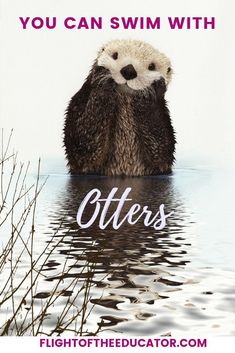 an otter swimming in water with the words, you can swim with otters