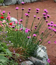 some pink and red flowers are growing in the dirt near rocks, grass and stones