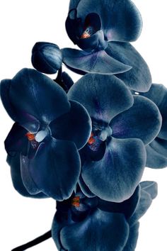 an image of blue orchids on a white background with space for text or images