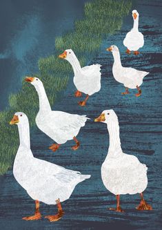 four white ducks are walking in the water