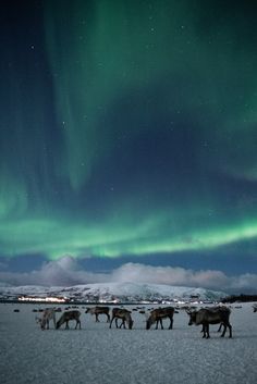 a herd of animals walking across a snow covered field under an aurora bore in the sky