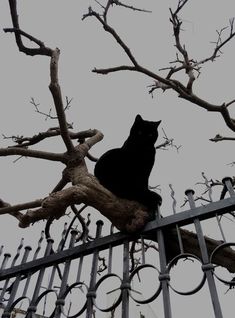 a black cat sitting on top of a tree next to a metal fence and branches