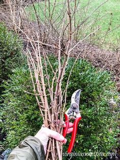 a person holding a pair of pliers next to a bare tree with no leaves