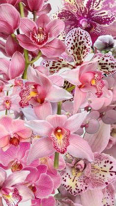 pink and white orchids are arranged together