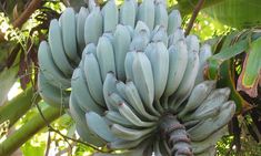 a bunch of bananas hanging from a tree in the jungle, ready to be picked