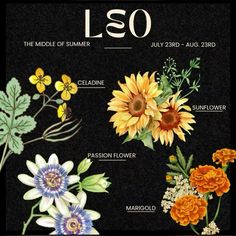 an image of flowers with the names and their meaningss in english, spanish, and french