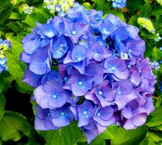 blue flowers with green leaves in the background