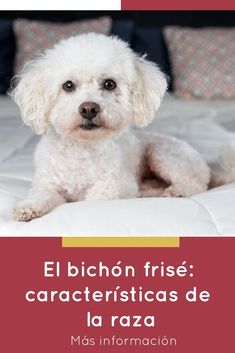 a white dog laying on top of a bed