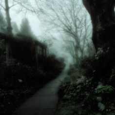 a path in the woods on a foggy day