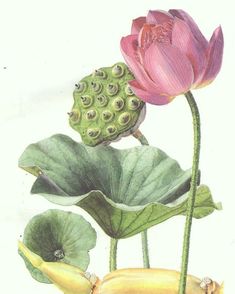 two pink flowers and some green leaves on a white background