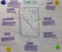 a plant cell diagram on a bulletin board