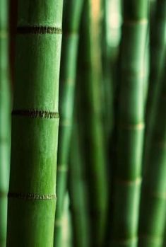 many green bamboo stalks are shown close together