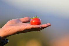 a person's hand holding a small red tomato