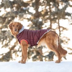 a brown dog wearing a red jacket standing in the snow with trees in the background