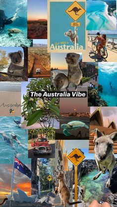 collage of australia images with animals and people in them, including kangaroos, seagulls, dolphins, surfers