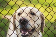 a close up of a dog behind a chain link fence