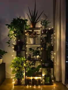 a shelf filled with potted plants next to a window covered in fairy lights and string lights