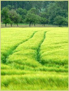 a green field with trees in the background