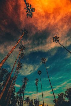 palm trees are silhouetted against an orange and blue sky with clouds in the background