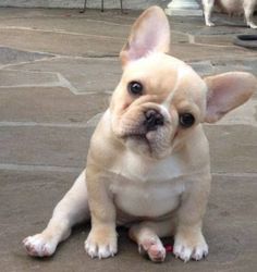 a small white dog sitting on top of a stone floor