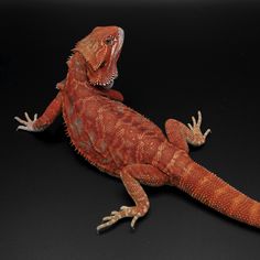 an orange lizard sitting on top of a black surface