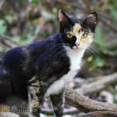 a black, white and orange cat standing on top of a pile of branches in the woods