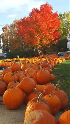 On The Ground, Pumpkins, Trees