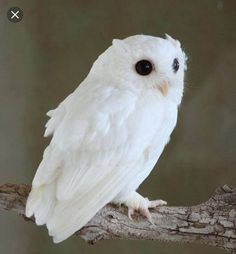 a white owl sitting on top of a tree branch