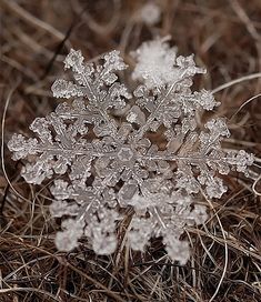 a snowflake that is sitting in the grass