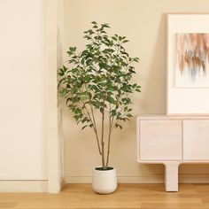 a potted plant sitting on top of a wooden floor next to a white cabinet