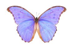 a blue butterfly on white background