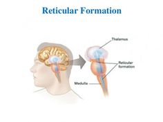 the human head and its structures are labeled in two different sections, including the cerepit